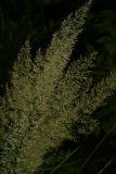 Calamagrostis brachytricha RCP9-06 057.jpg
